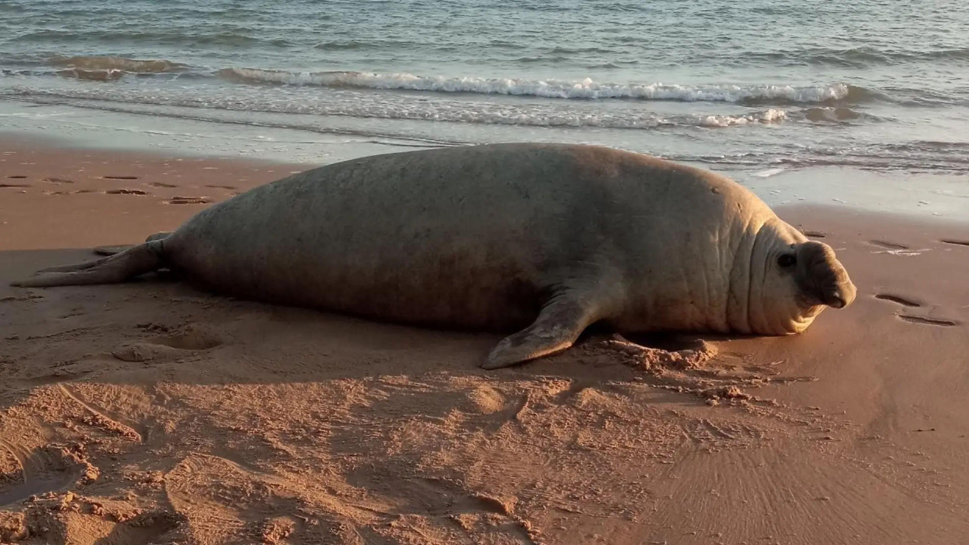 elefante marino en el golfo de santa clara